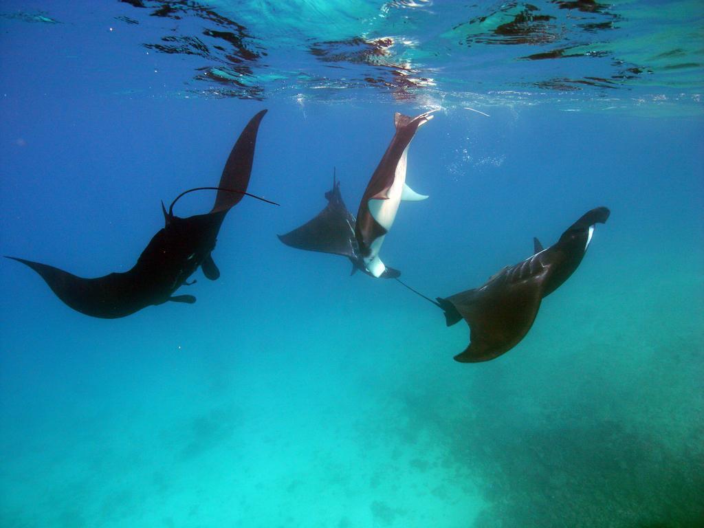แบร์ฟุต มันตา ไอส์แลนด์ รีสอร์ต Hotel Drawaqa Island ภายนอก รูปภาพ